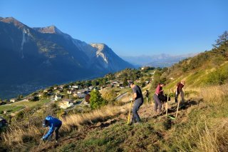 Préparation d’un sol en friche avant les semailles du seigle. Des travaux menés par les collaborateurs HYDRO avec Pro Natura dans la zone protégée de Zälg, au-dessus d’Erschmatt.